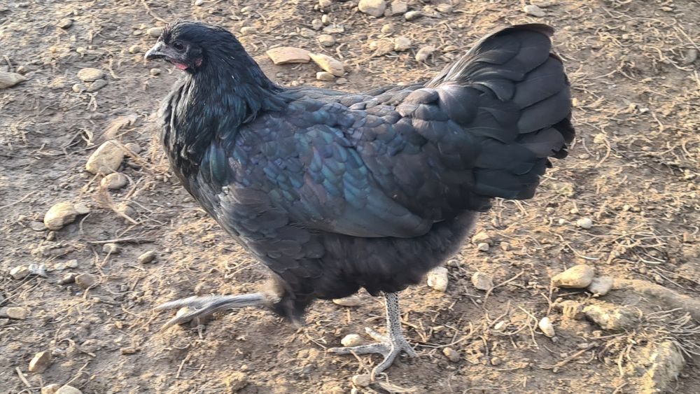 Gaini Australorp tinere