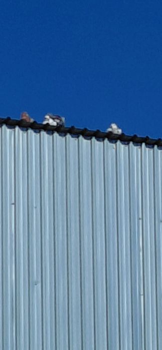 Кептер 4-шь 6-ай