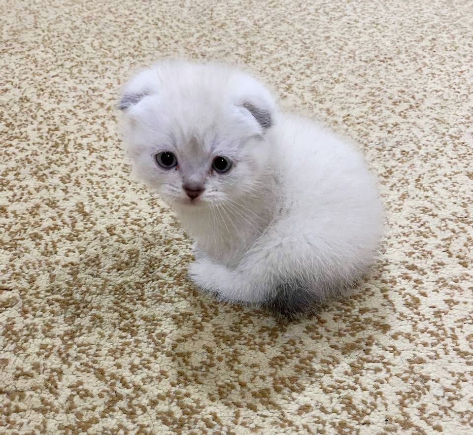 Продаются котята скоттиш фолд пойнт окрас