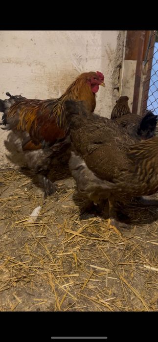 Găini brahma potârnichiu