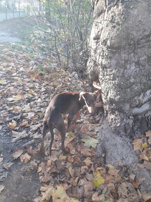 женски доберман на 5 месеца и половина