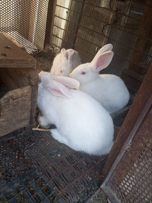 Кролики срочно продам