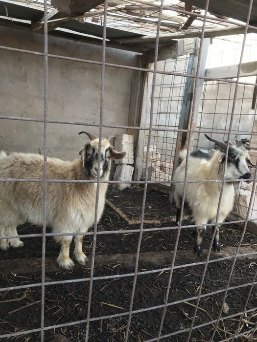 2 ургашы ешкі сатылады