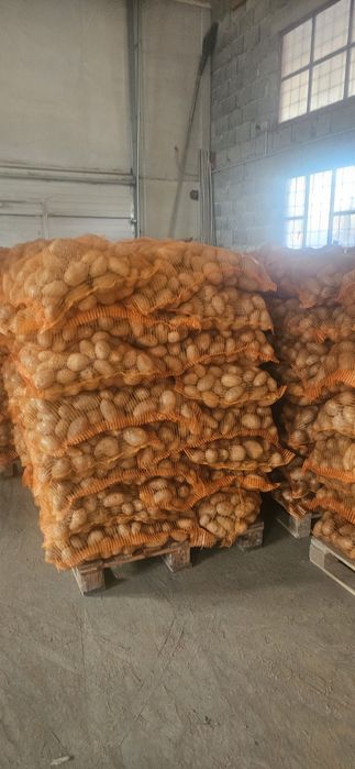 Cartofi mari albi soiu captiva