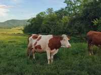 Vacă bălțată românească
