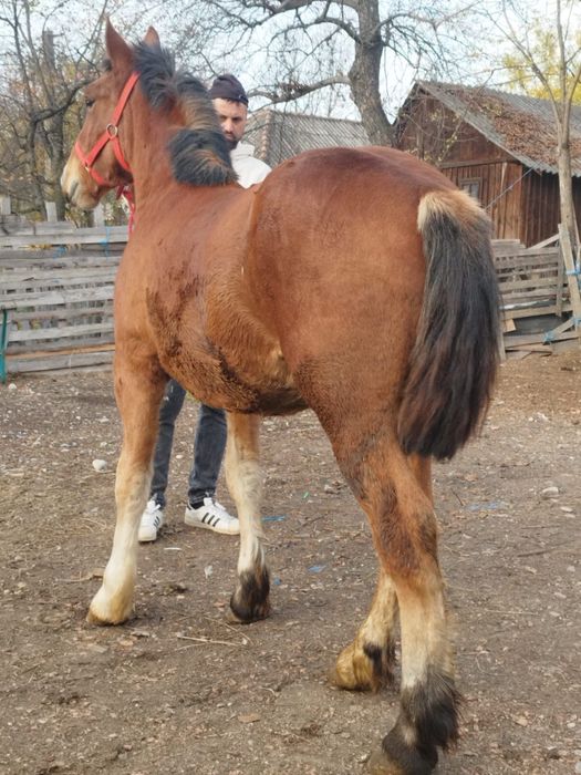 Mânz blând 1800 euro