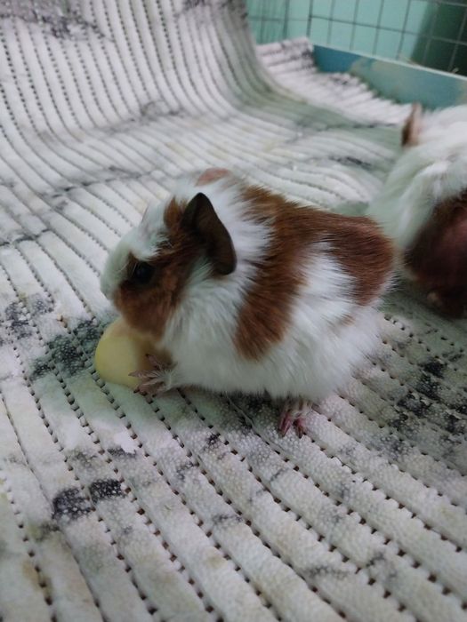 Срочно!продаются морские свинки розеточные