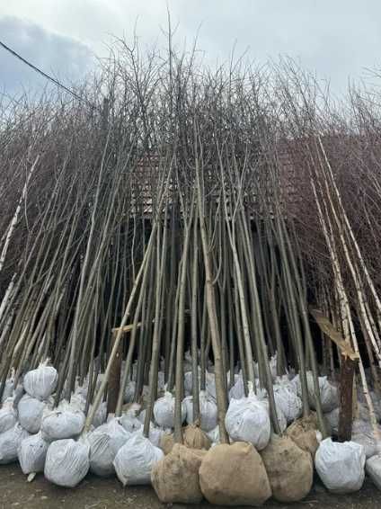 Plante Decorative Foioase • Tei • Mesteacăn • Carpen