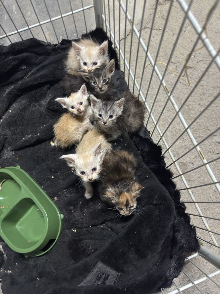 Мейн Кун котенок