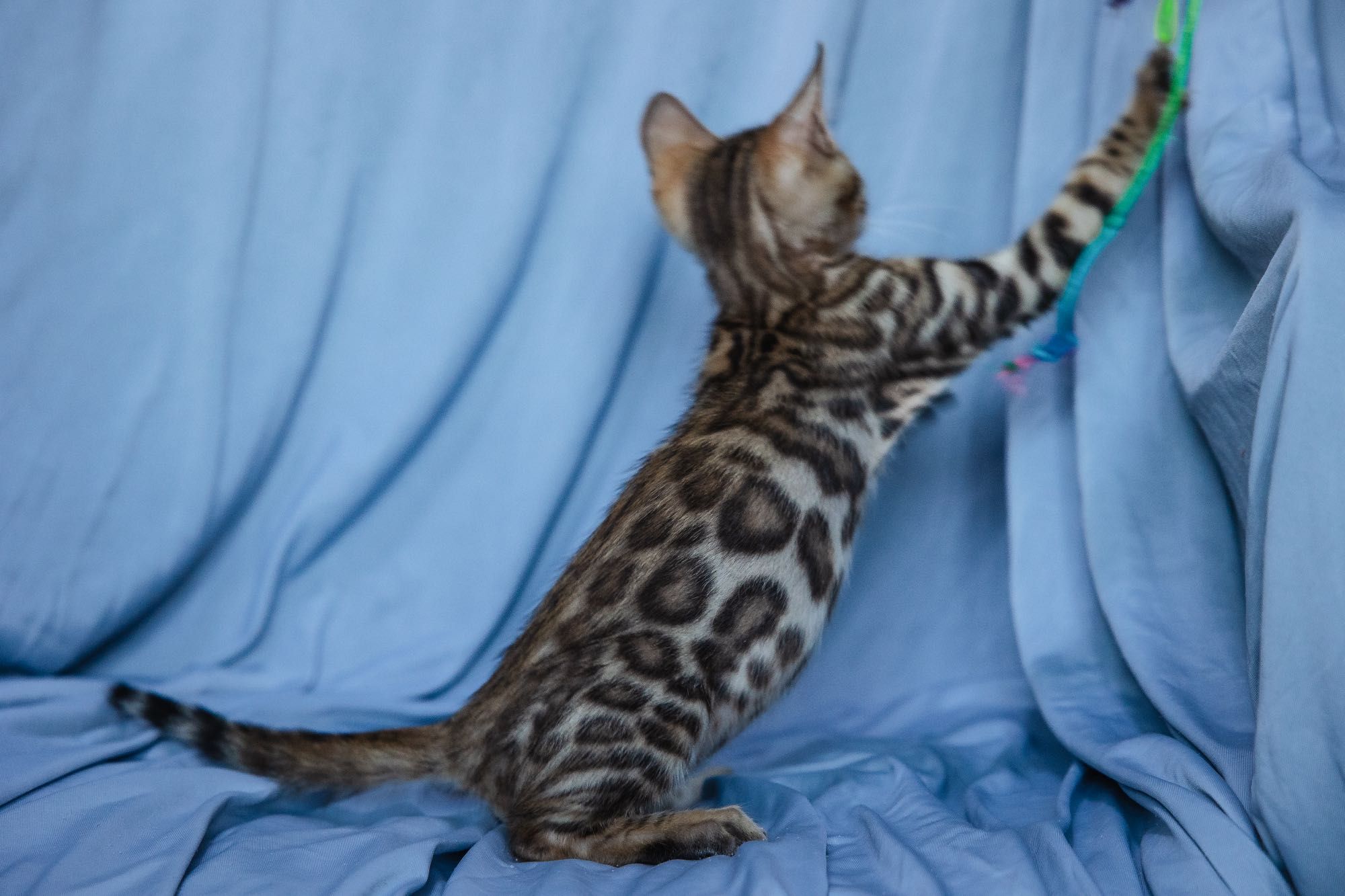 Бенгальские котята