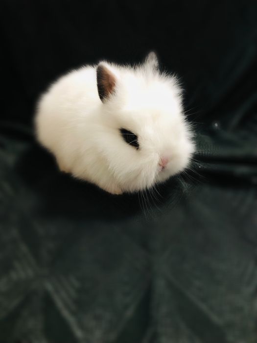 Karlik quyonchalar juda shirin va yoqimtoy