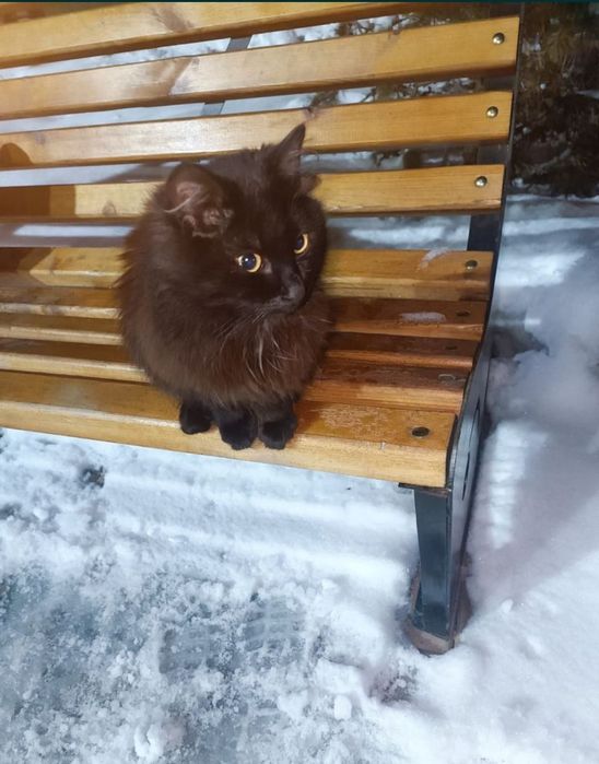 Отдам котика. В добрые руки!!!
