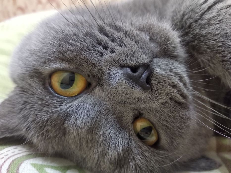 Скоттиш фолд, 2 года