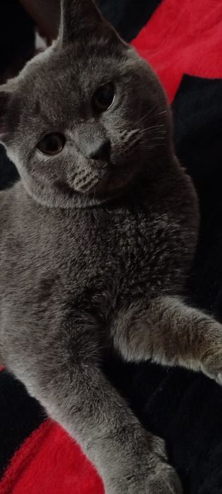 Mushuk sotiladi aqilli pokiza