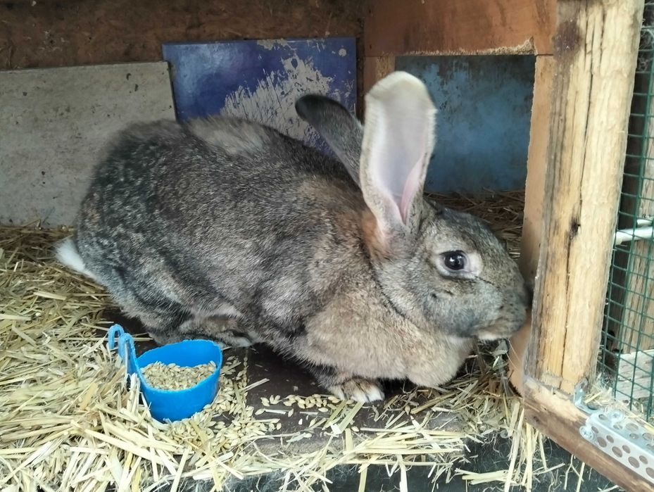 Vand 2 iepuroaice metis de urias german