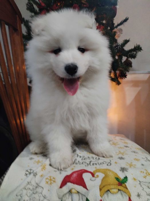 Прекрасни самоедчета.