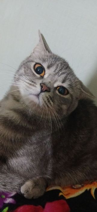 Britan mushugi sotiladi