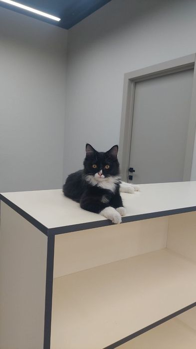 Котенок мальчик очень ласковый