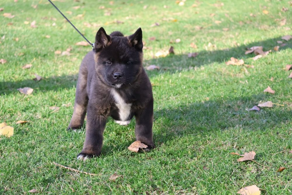 American akita pedigree tip A