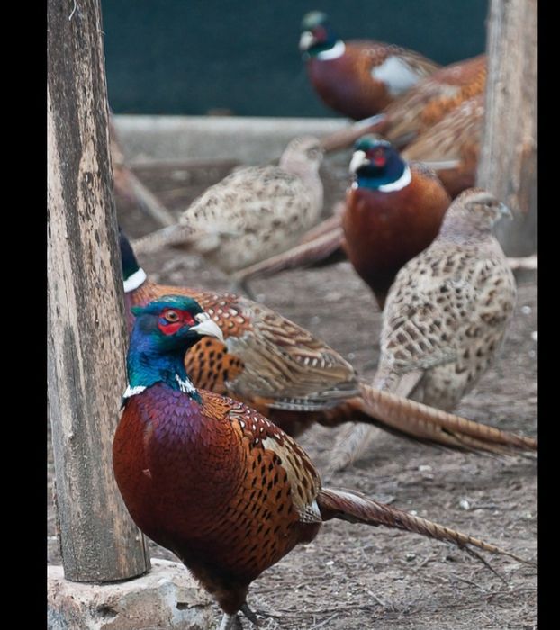 Қырғауыл  қоразы