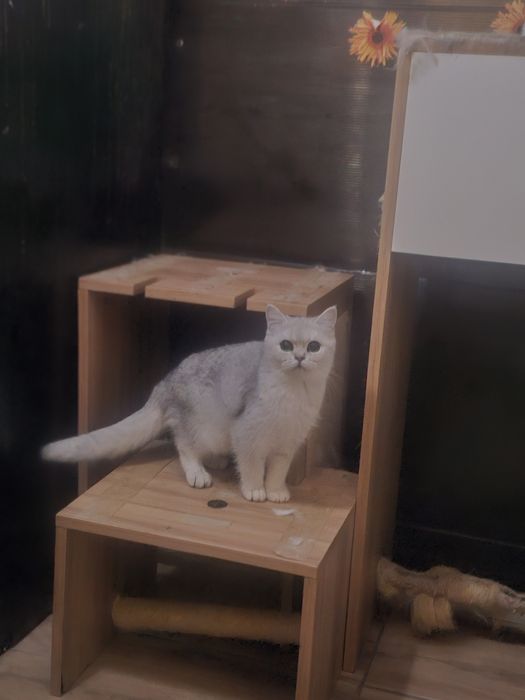 British shorthair chinchila