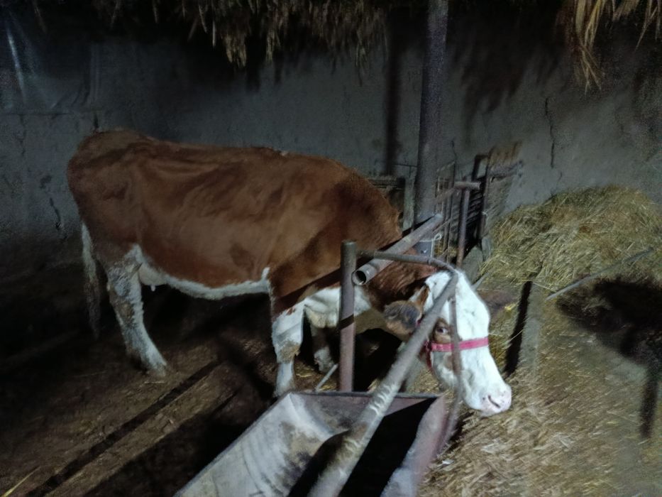 Сементал сигир сотилади