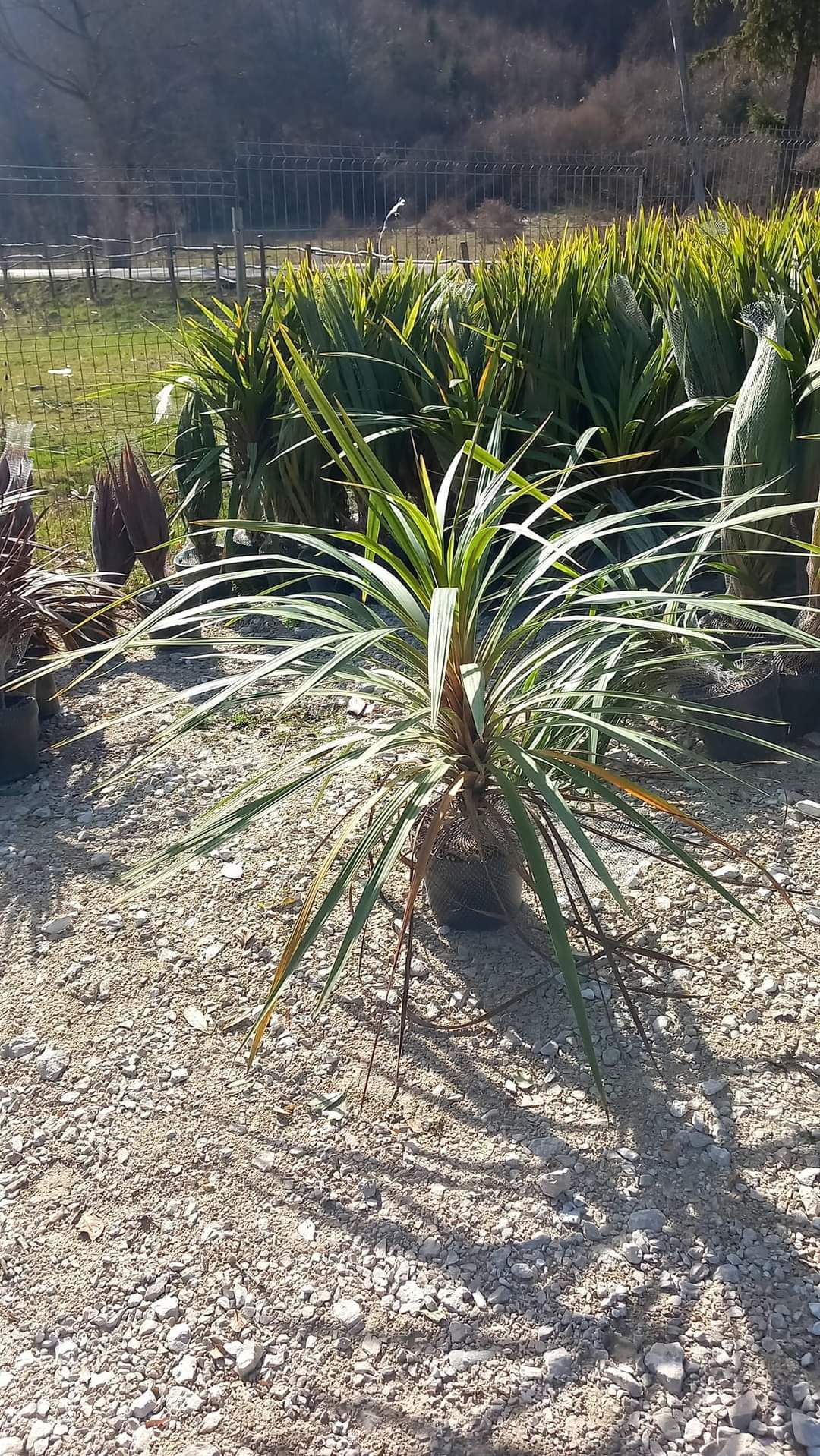 Plante ornamentale la prețuri de producător :
- tuia smaragd
- tuia co