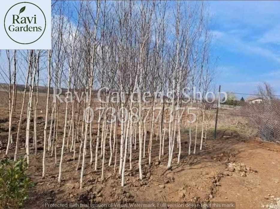 Copaci Ornamentali Mari | Mesteacăn, Arțar | Factură Disponibilă