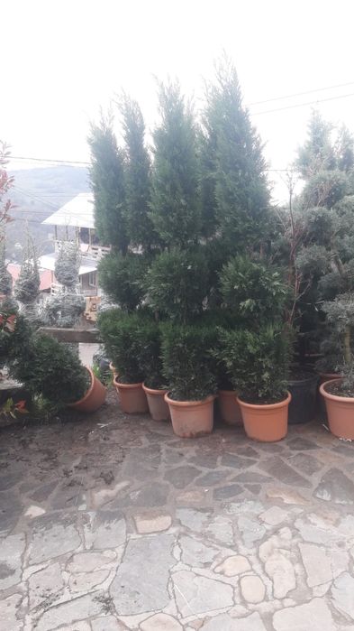 Plante ornamentale diverse preț accesibil