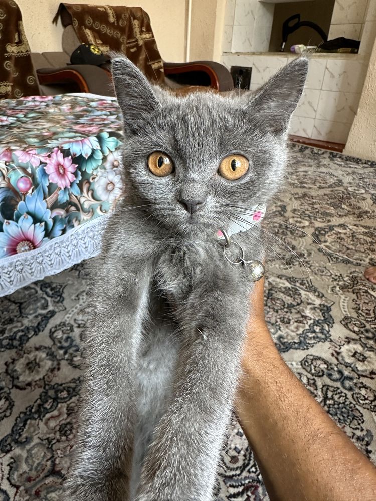 Britan shorthair. Sian