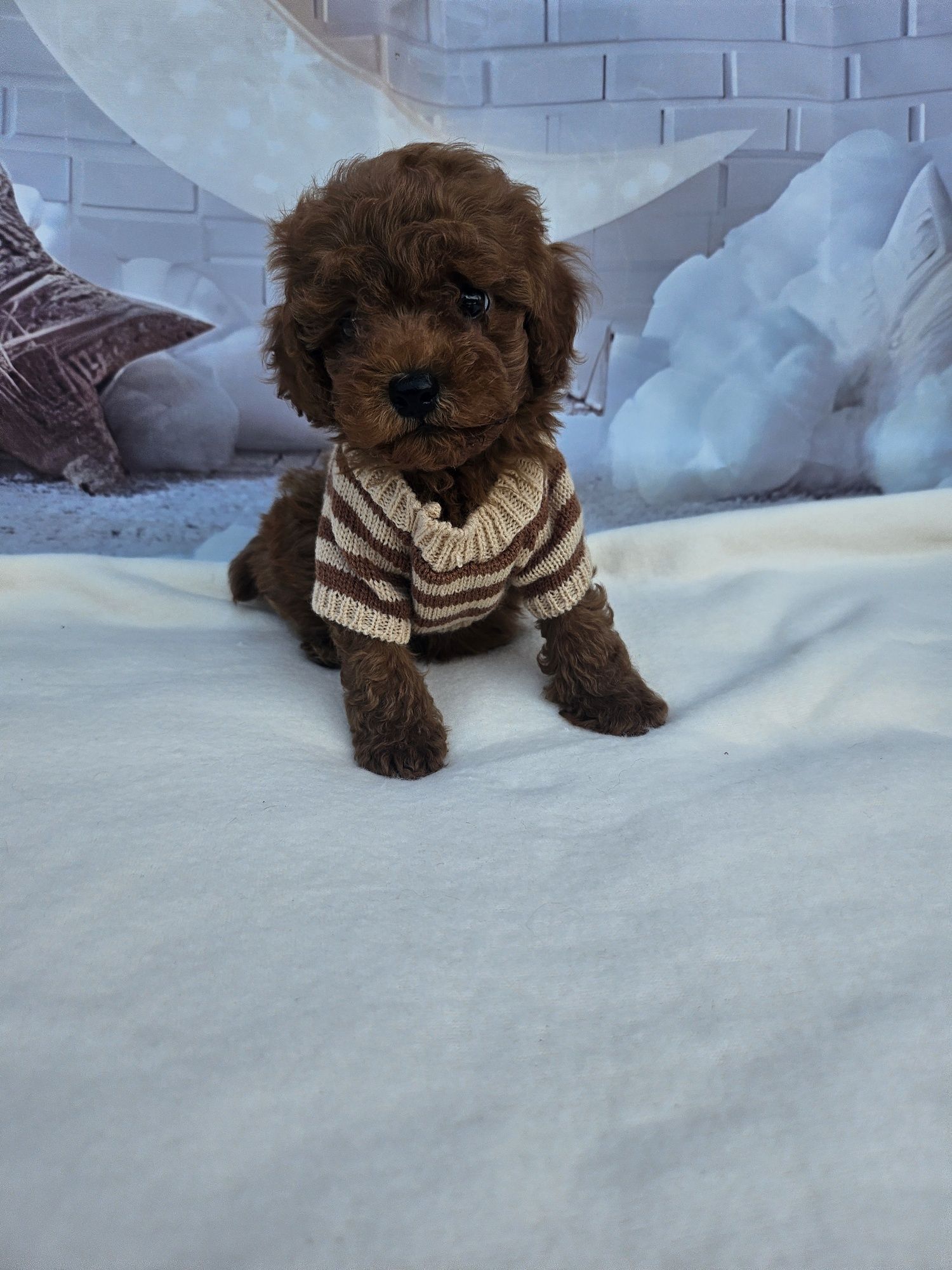 Резервирано !Пудел той момче /100%Toy poodle родословие