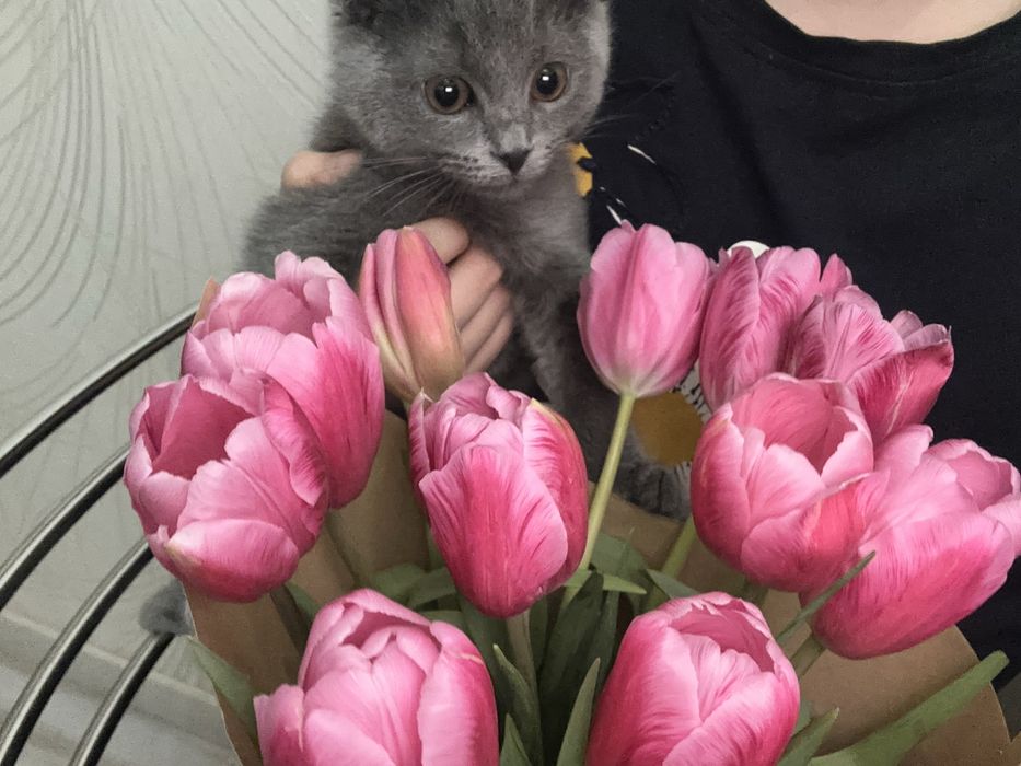 4-х месячный скотиш фолд