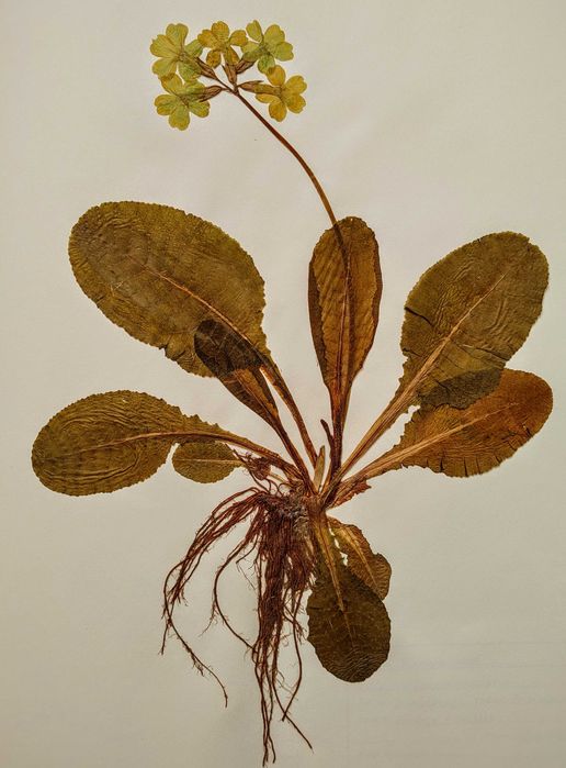 Herbarium Anii` 50 -60