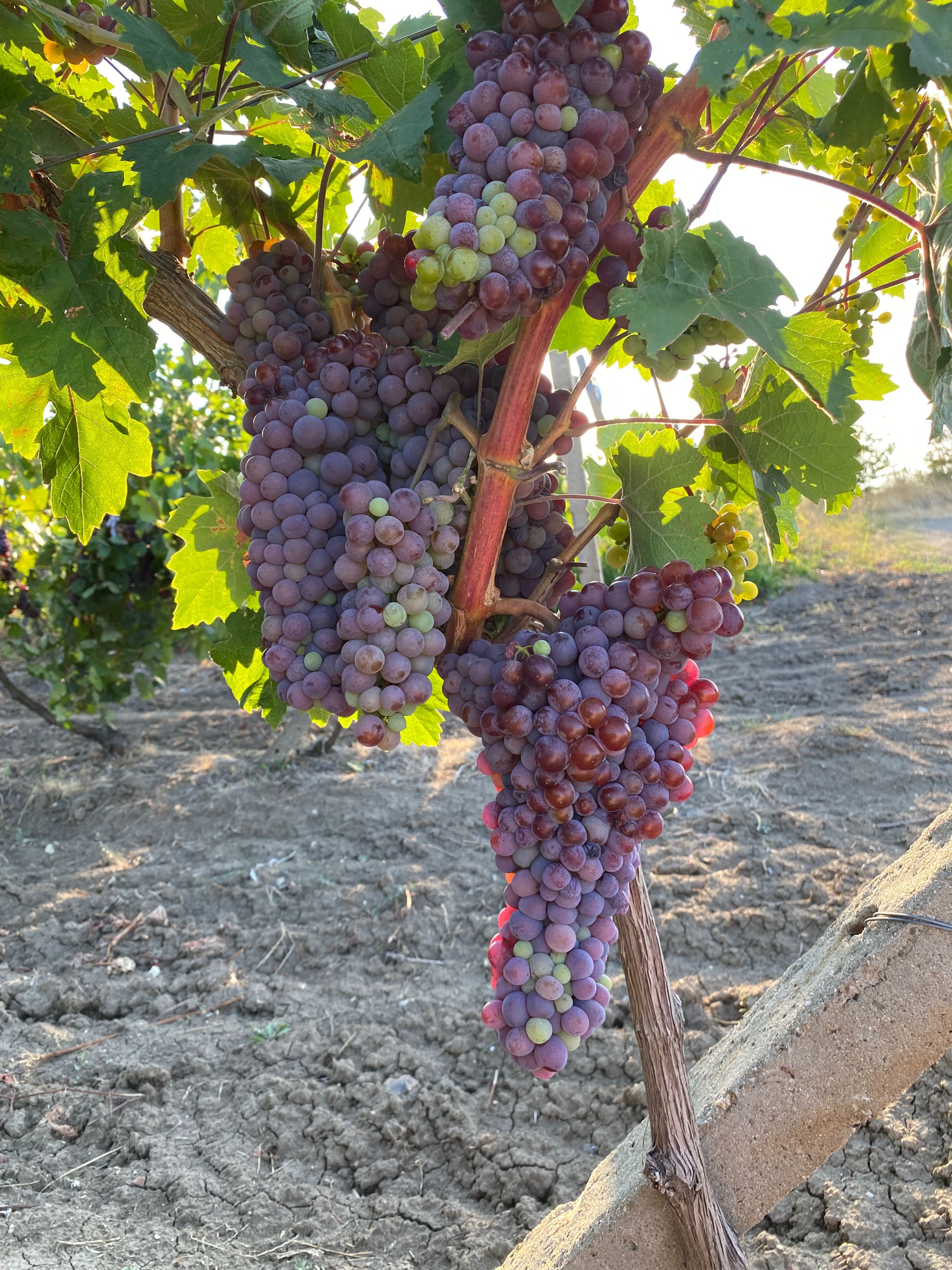 Продавам грозде Мерло,Памид и Брестовица