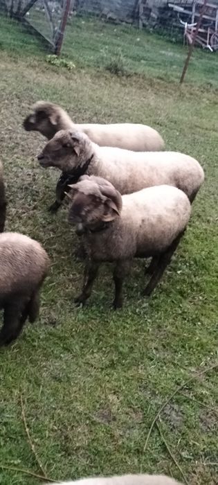 Berbec tânăr de rasa țigău