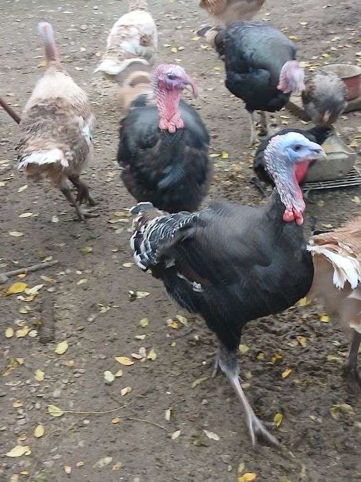 Se vând curcani mari