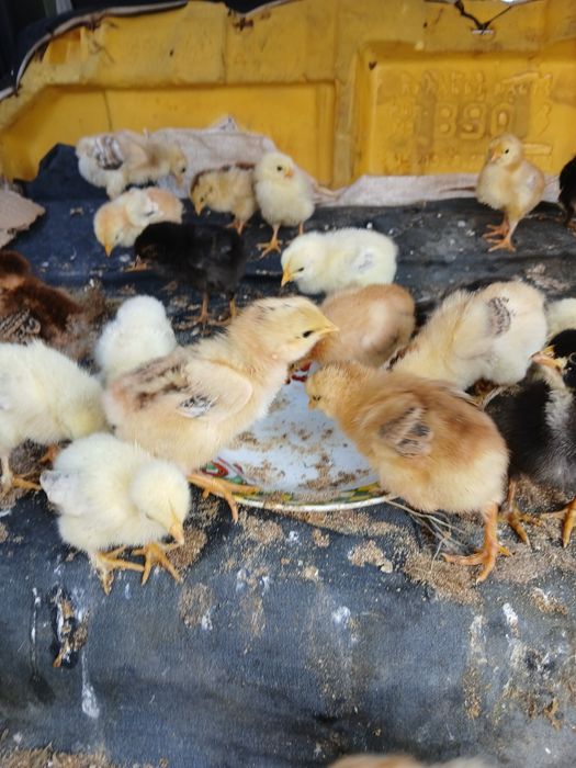 Pui de găină (closca) vârstă 12 zile.