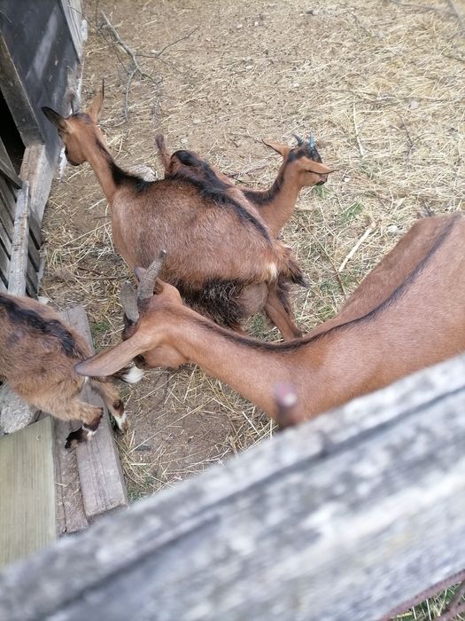Capre alpina franceza