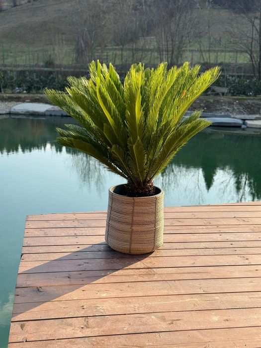 Palmieri, bonsai, pin, bambus, mandarin kumquat, yucca, pon pon, cycas