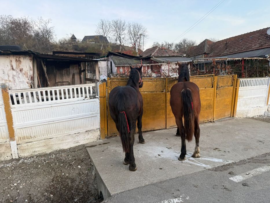 Vand doi manji de un an jumate