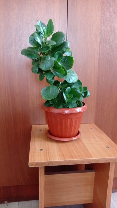 Каланхоэ. Высота 40 см.