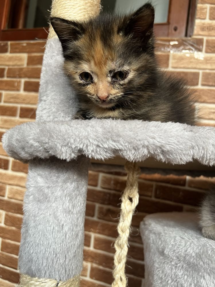 Котята/котенки/ в добрые руки