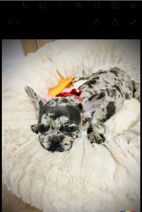 Buldog francez merle