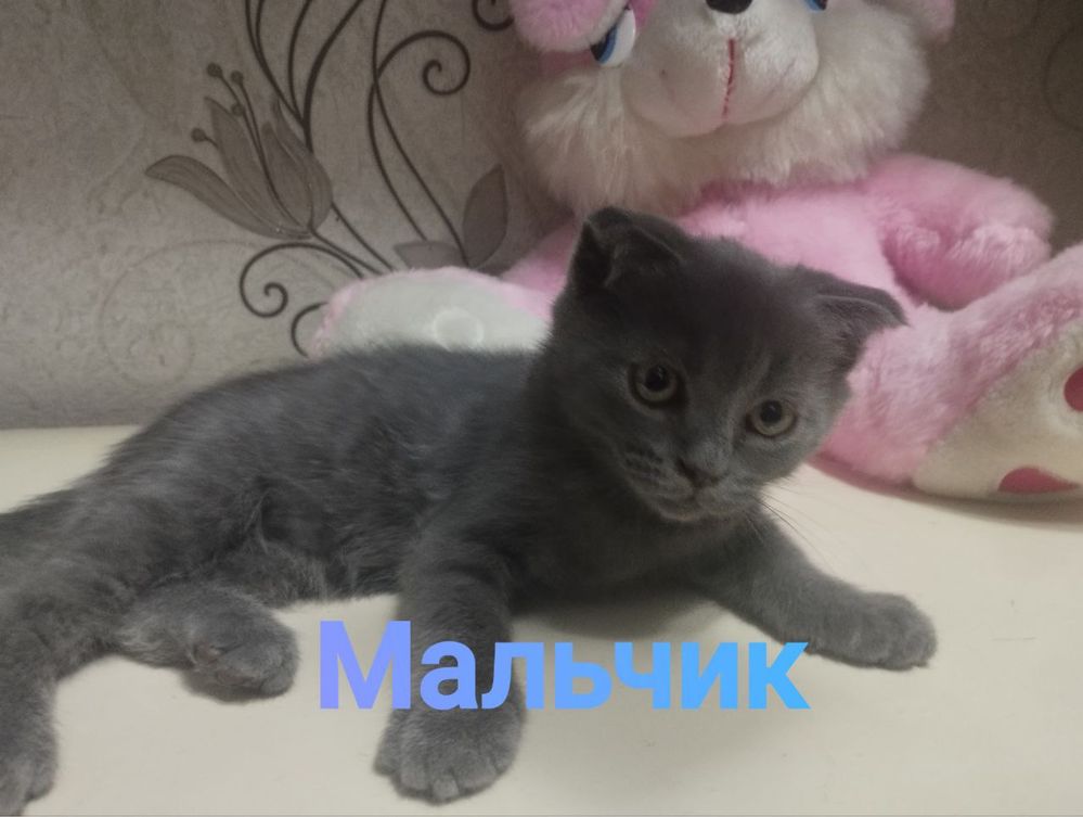 Шотландские котята в добрые руки!