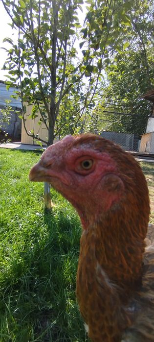 Продам микс дакан курочку хан азиль бразиль