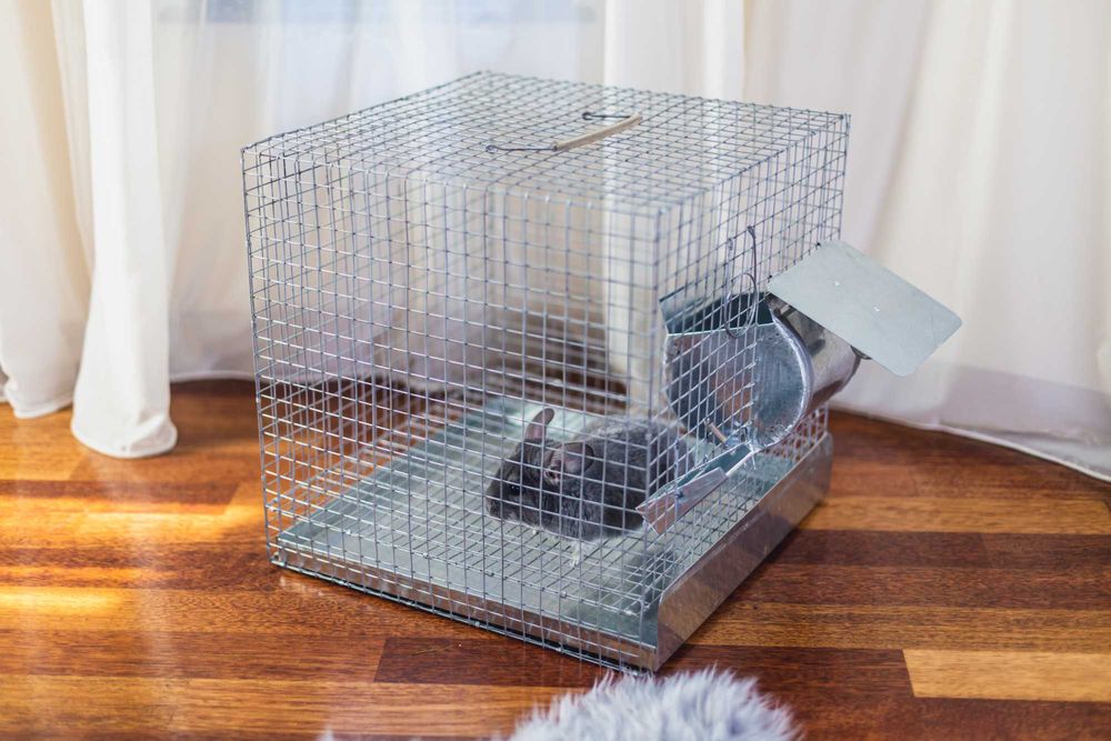 Cusca pentru sinsila (chinchilla)