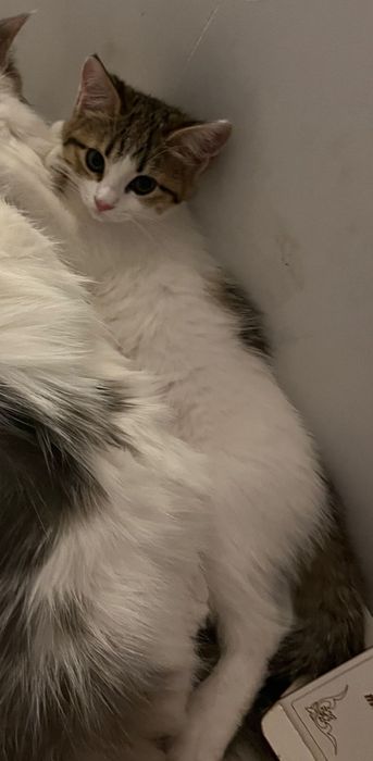 Отдам котенка в хорошие руки