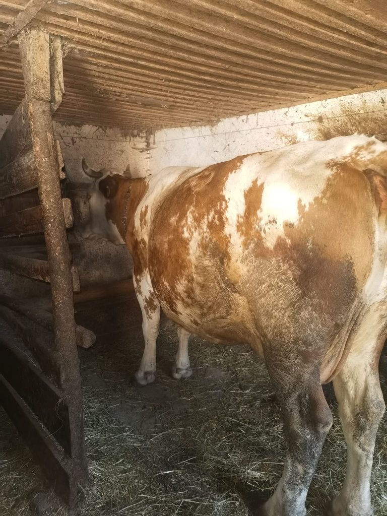 Vaca bălțată de vânzare