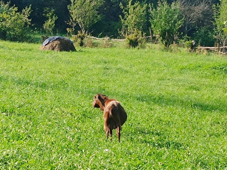 Vând țap murciano granadia in vârstă de 4 ani