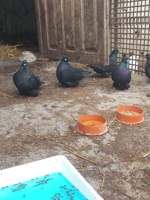 Porumbei Texani Mondaini și Huble Filiași Dolj